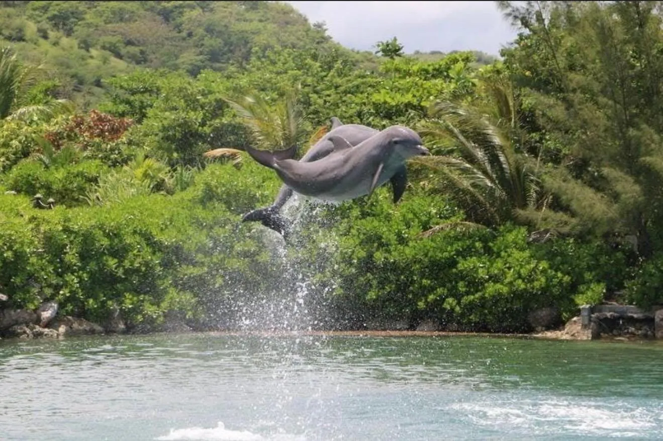 ホームステイ Modern Oasis Near Dunns River Falls Saint Maryʼs ジャマイカ